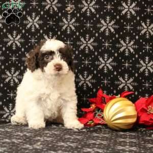 Uzo, Toy Poodle Puppy
